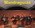 A_Mandragoras